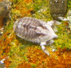 Isocladus armatus