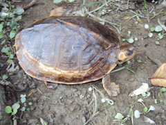 Indian Tent Turtle photo 3