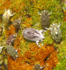 Isocladus armatus