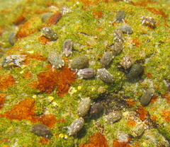 Isocladus armatus
