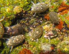 Isocladus armatus