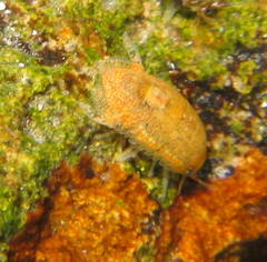 Isocladus armatus