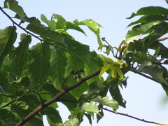 Cananga