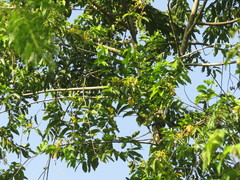 Cananga