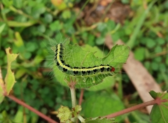 Lepidoptera