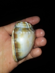 Phalium bandatum