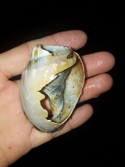 Phalium bandatum