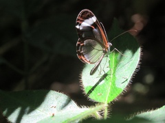Ithomia patilla