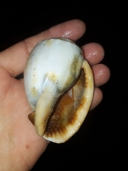 Phalium bandatum