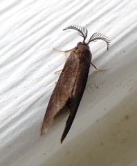 Cryptothelea gloverii