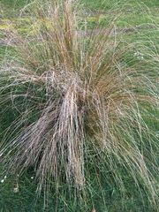 Chionochloa rubra