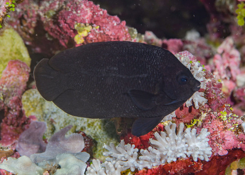 Dusky angel-fish (Centropyge nox) — Pomacanthidae