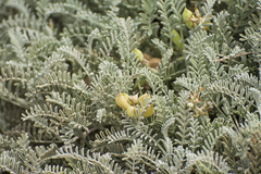 Astragalus miguelensis