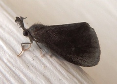 Cryptothelea gloverii