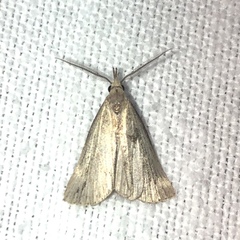 Macrochilo orciferalis