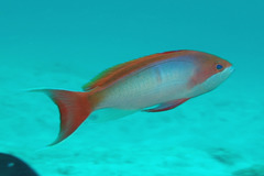 Pseudanthias cooperi
