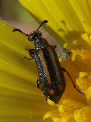 Ceroctis angolensis