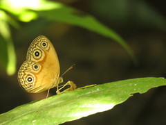 Lohora ophthalmica