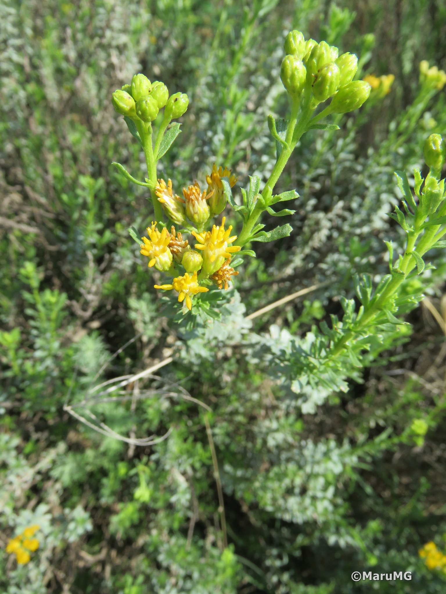 Isocoma veneta