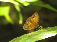 Lohora ophthalmica