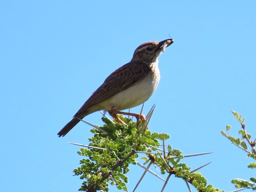Sabota Lark