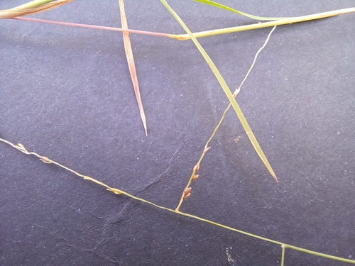 Digitaria ramularis, 2025-05-12