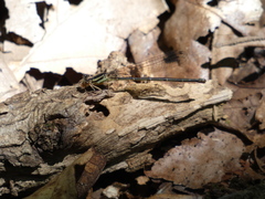 Argia tibialis