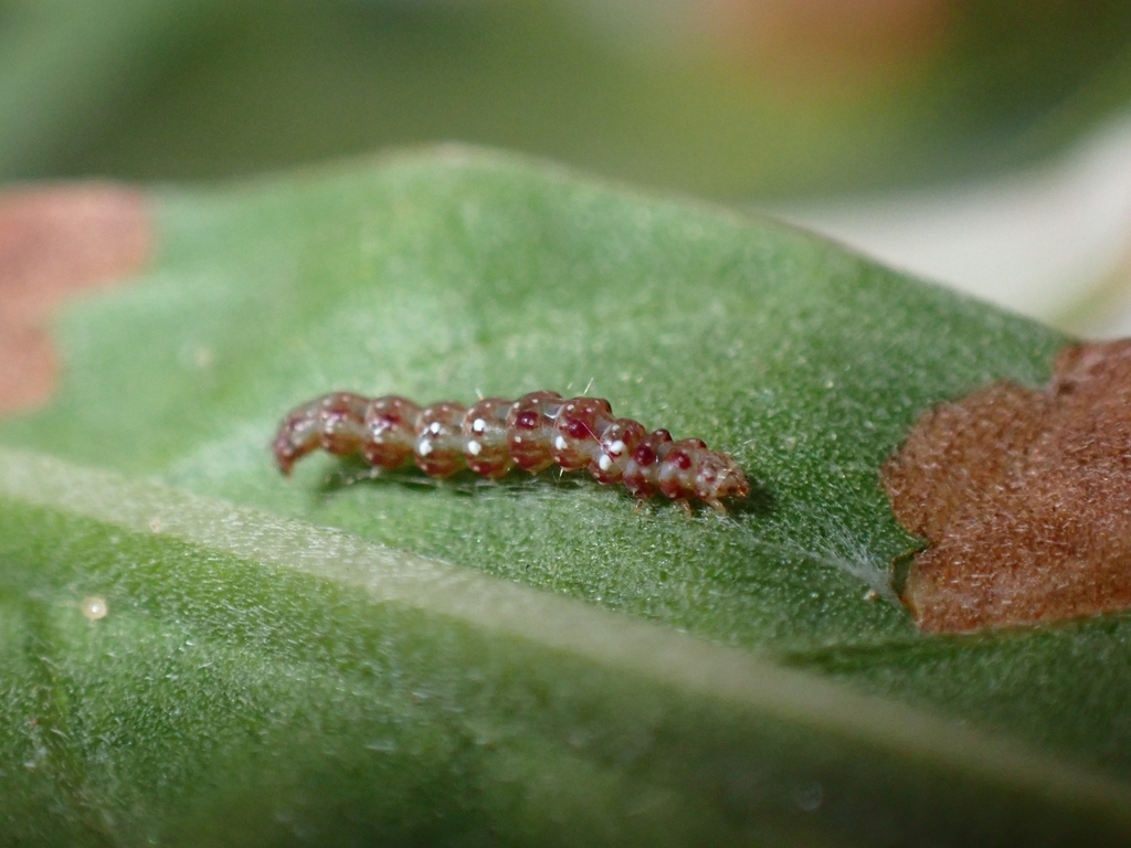 Bedellia silvicolella