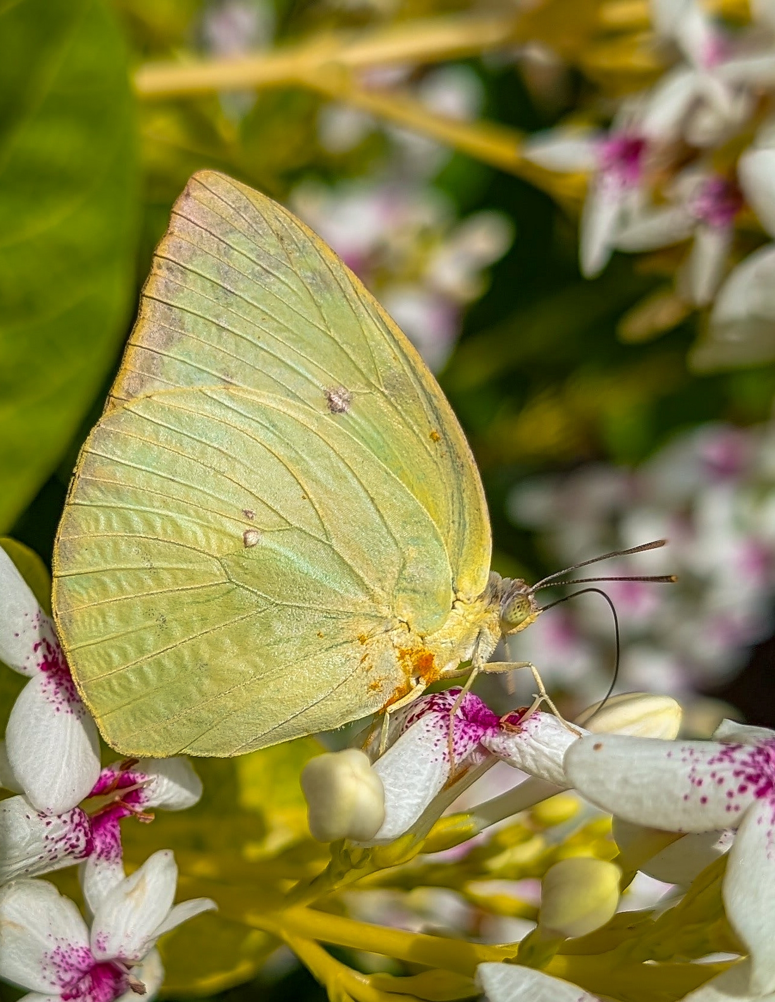 Lemon Emigrant