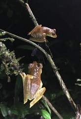 Boana calcarata