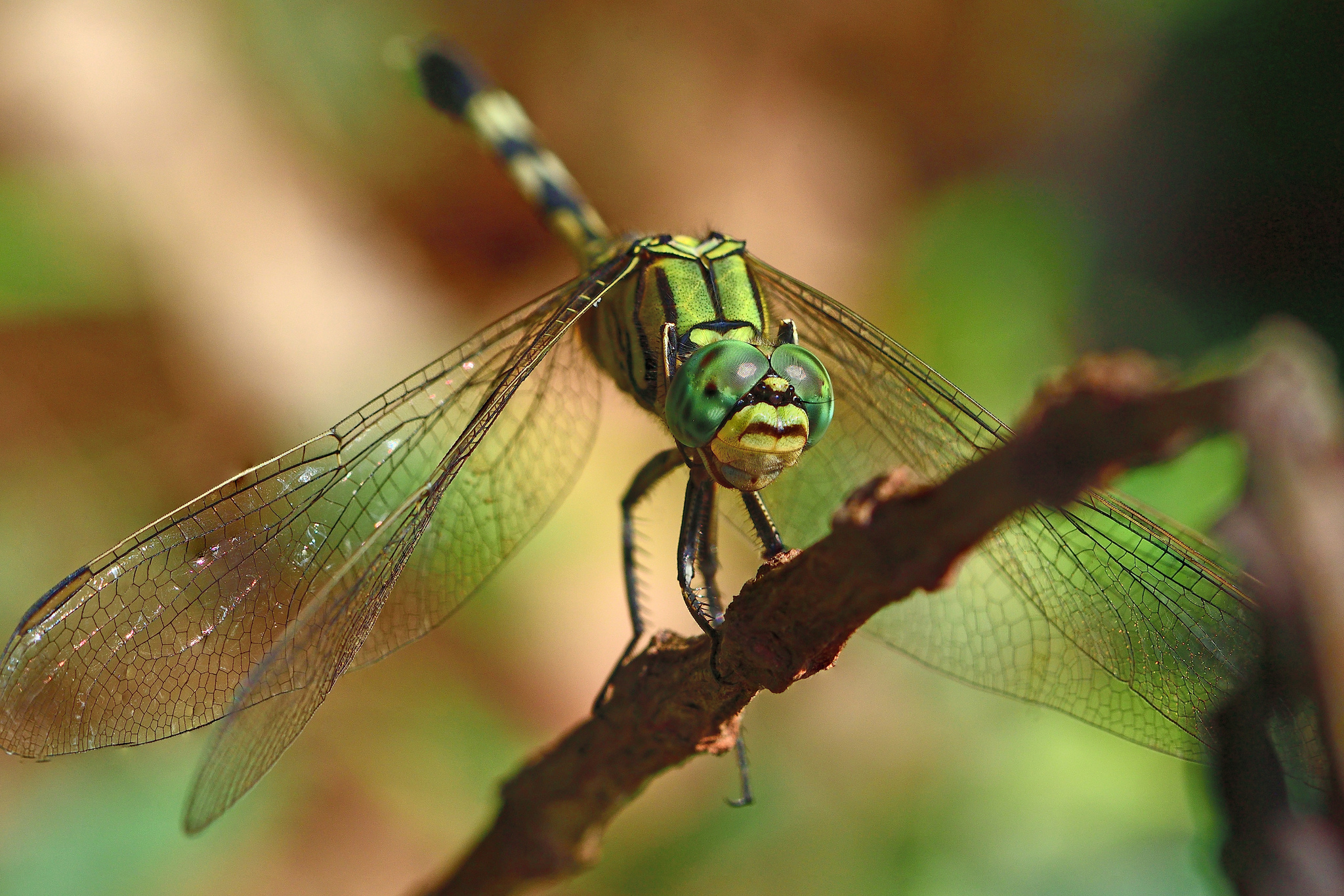 Slender Skimmer