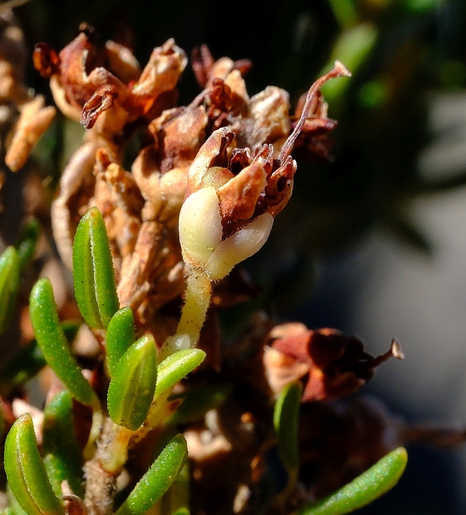 Erica granulatifolia
