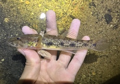 Golden Flathead Goby photo 2
