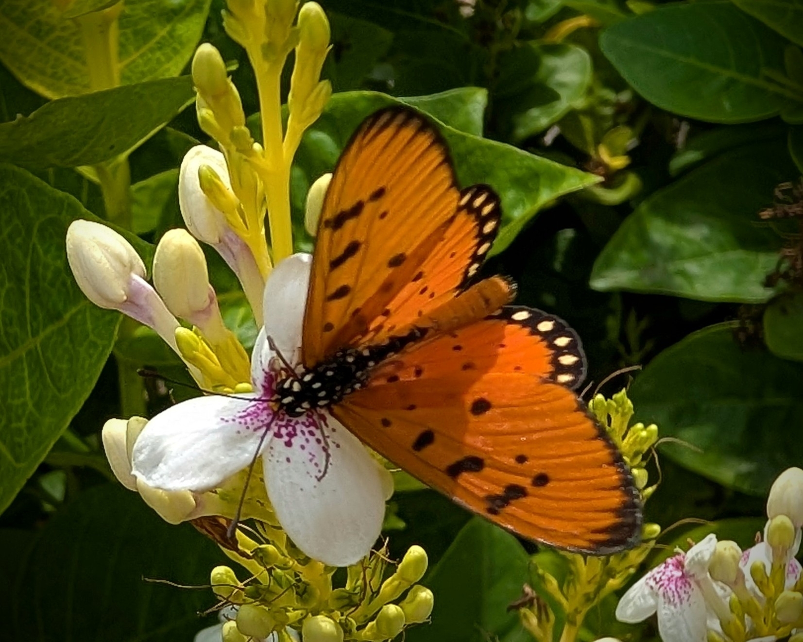 Tawny Coster