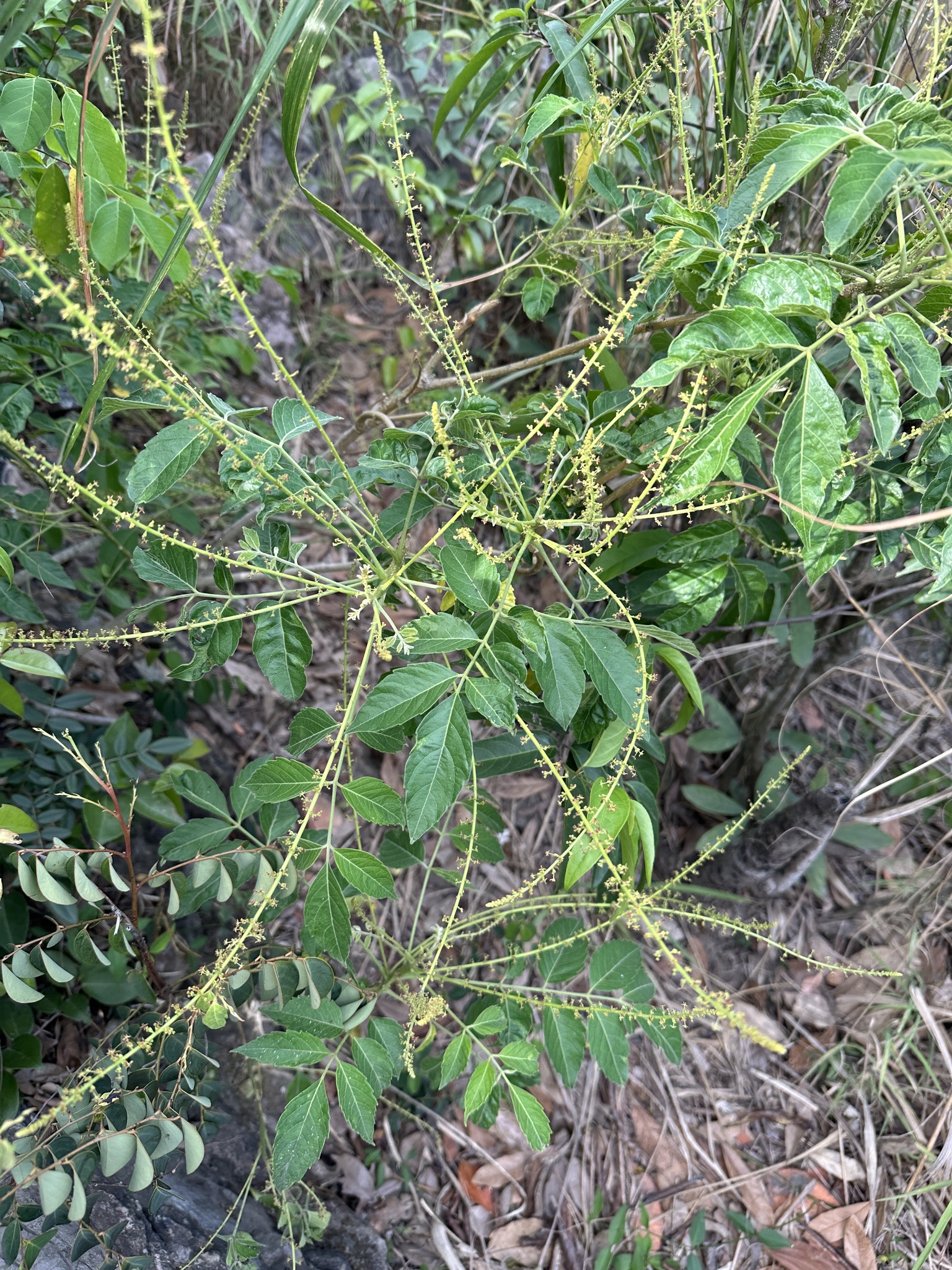 Brucea javanica (Brucea javanica)