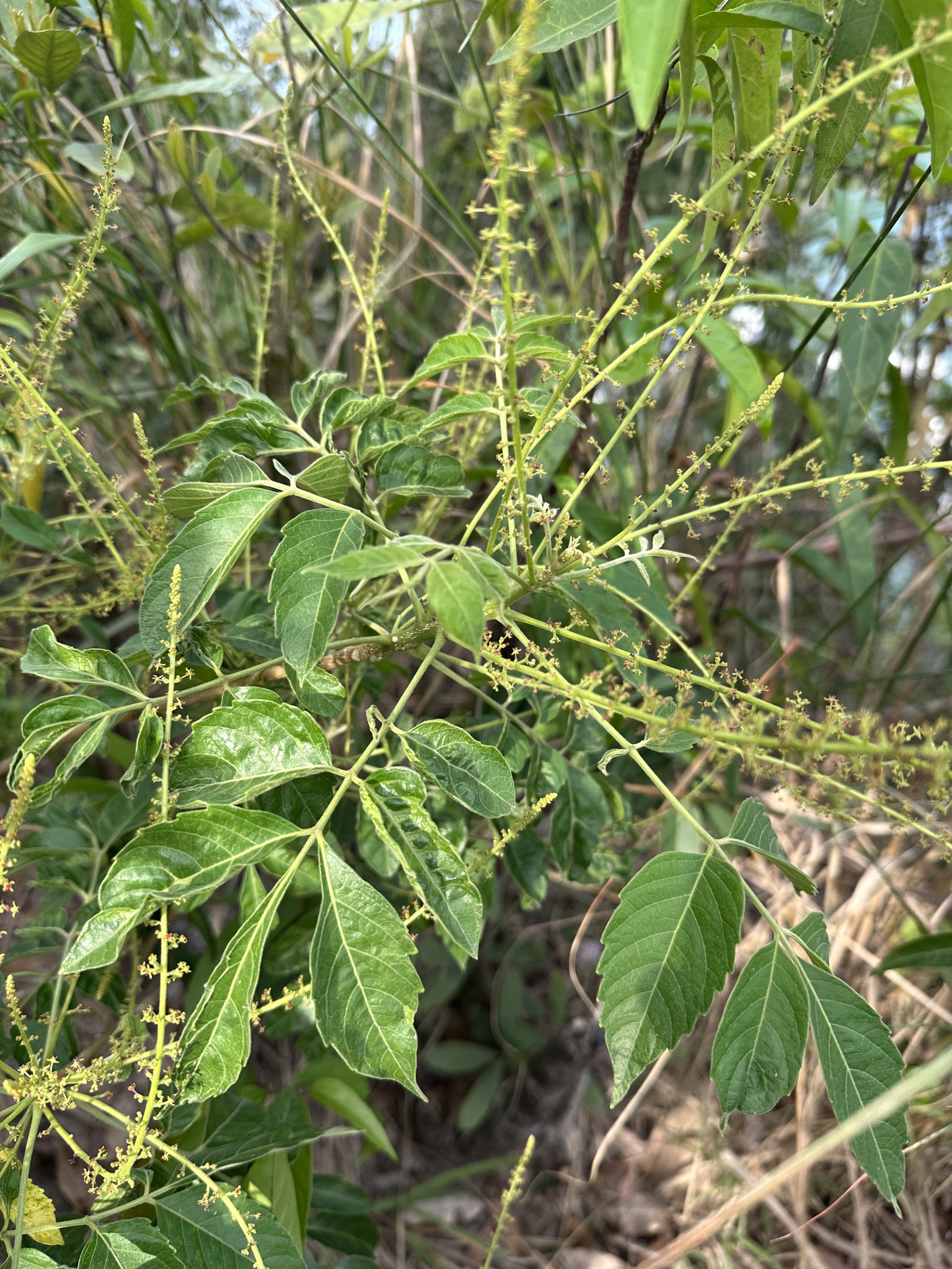 Brucea javanica — ảnh 2