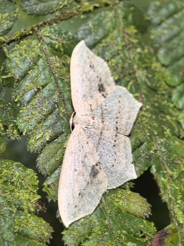 Calletaera obliquata