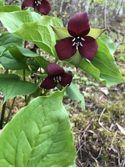 Trillium erectum