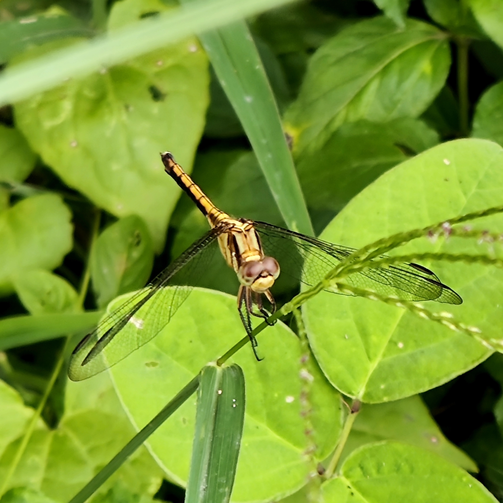 Marsh Skimmer