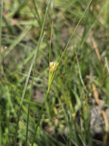 Slender Path Rush