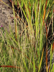 Agrostis exarata