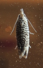 Eucosma argutipunctana