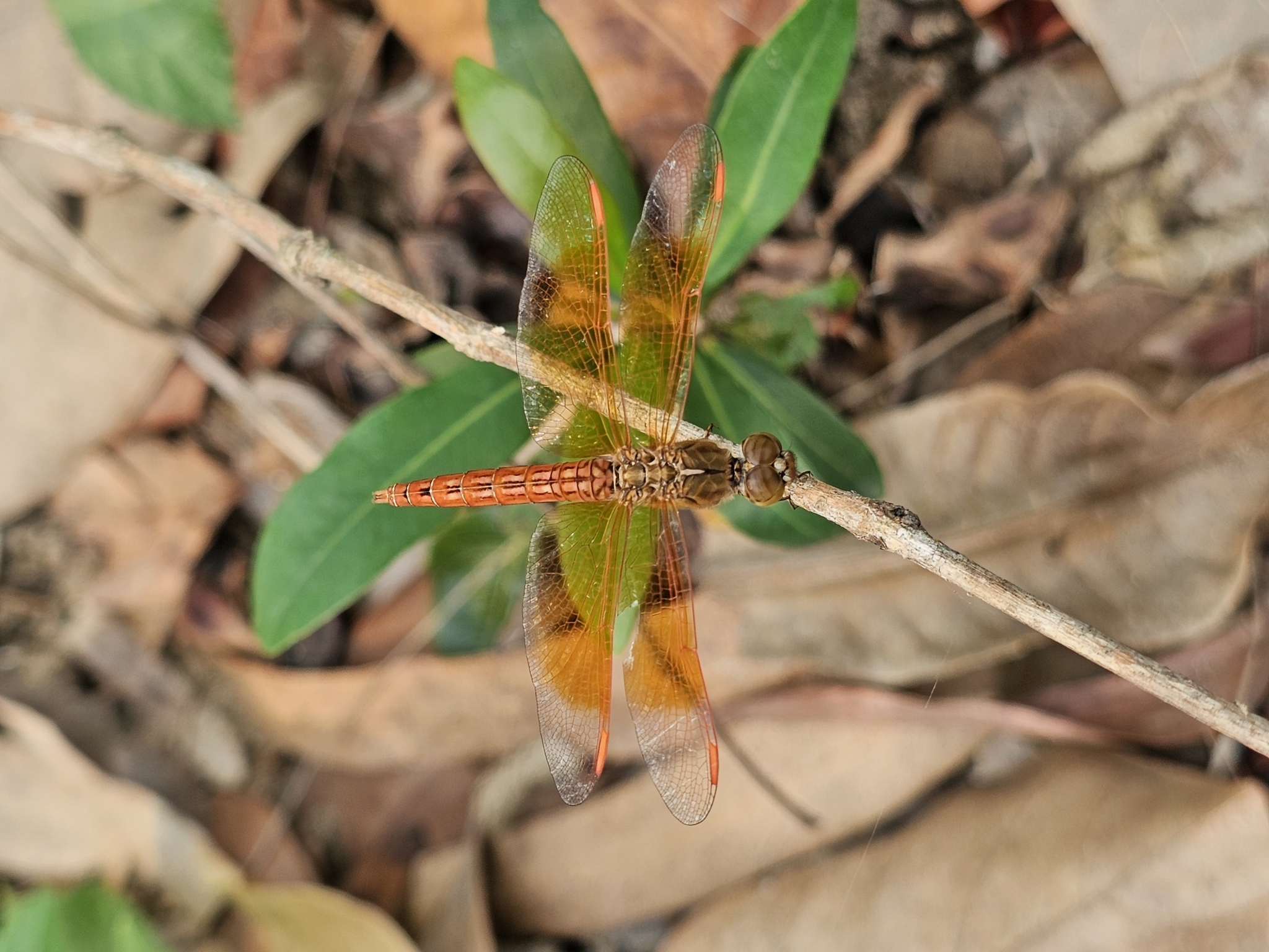 Ditch Jewel