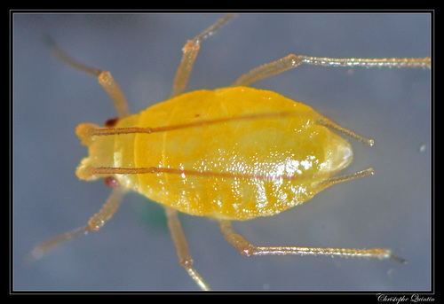 Representative image of Dysaphis