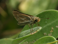 Panoquina panoquin