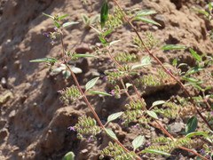 Trichostema simulatum