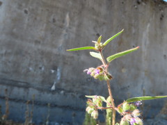 Trichostema simulatum