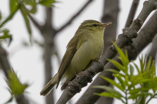 Green Warbler, Гунибский р-н, Респ. Дагестан, Россия, photo 7 of 10