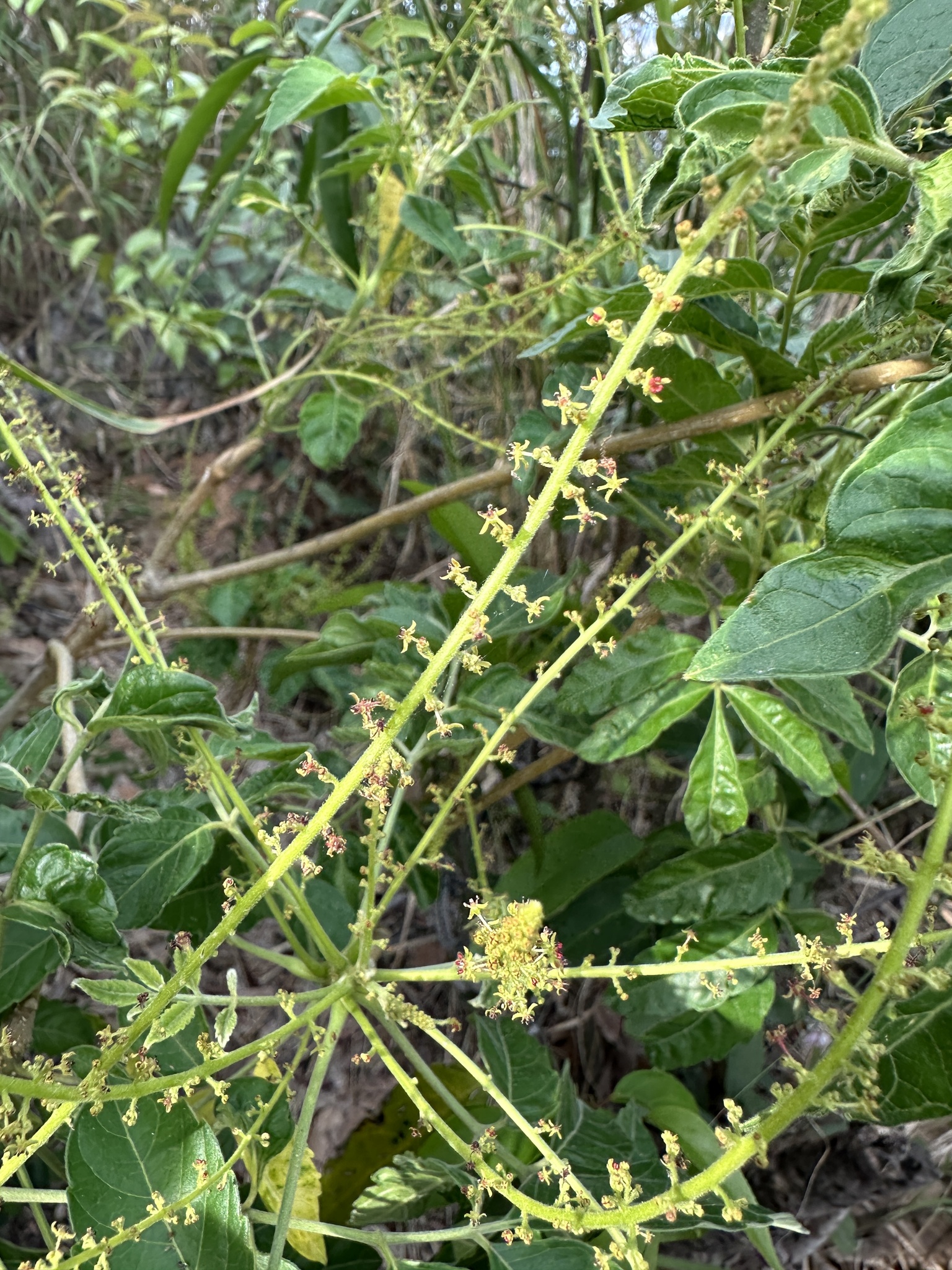 Brucea javanica — ảnh 3