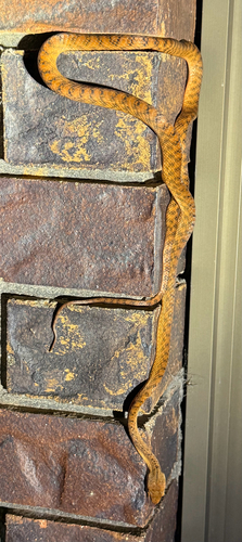 Brown Tree Snake sighting